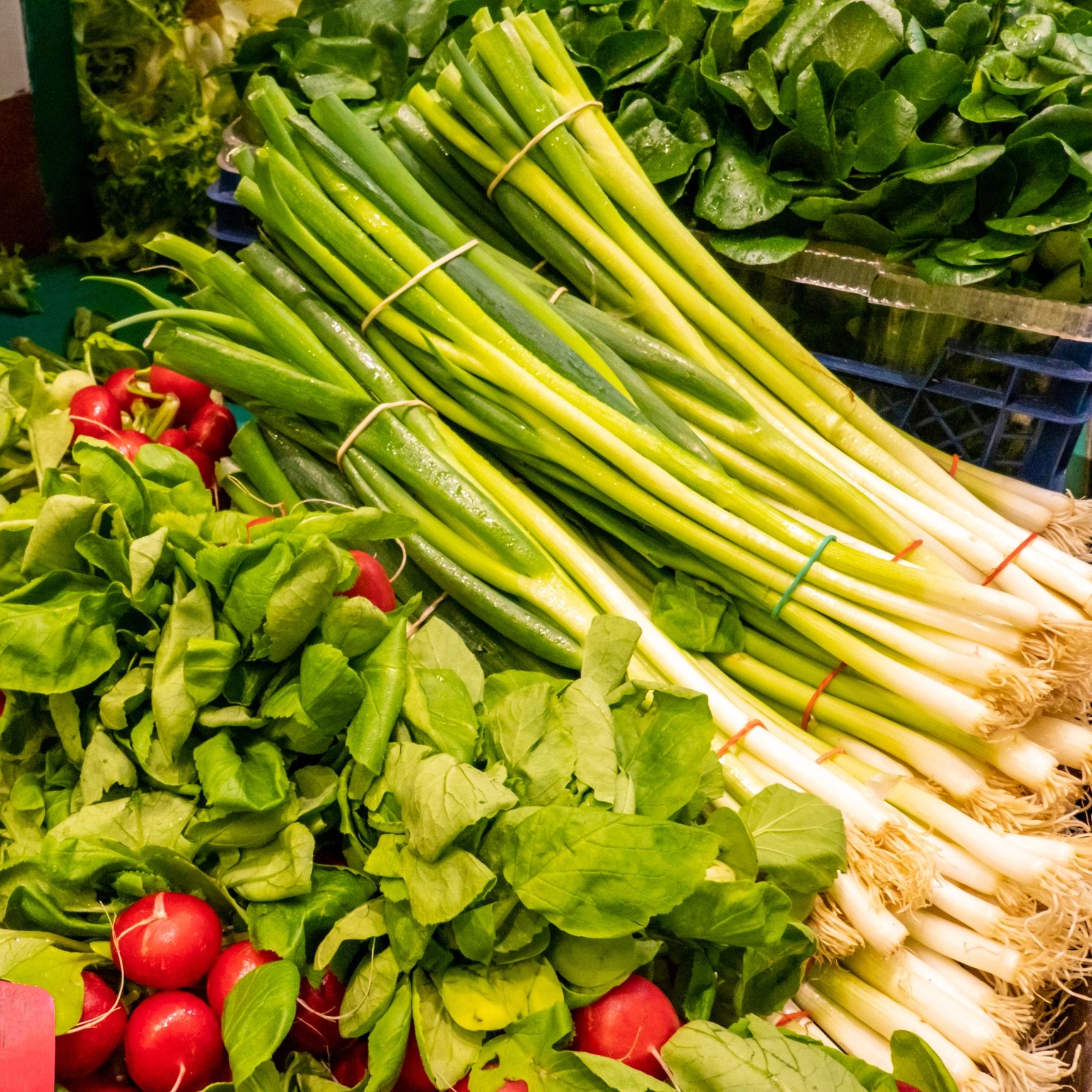 Spring onions and radishes at produce market